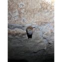 Seasonal cave closure protects local wildlife across the Hoosier Nationl Forest