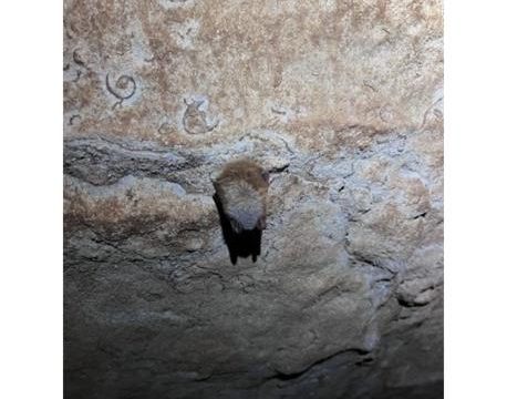 Seasonal cave closure protects local wildlife across the Hoosier Nationl Forest
