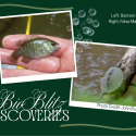 BioBlitz at Harmonie State Park yields rare and historic wildlife discoveries