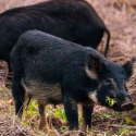 Deadline extended to September 25: $35 million available for partnerships to combat feral swine