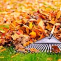 Bloomington fall leaf collection begins Oct. 19