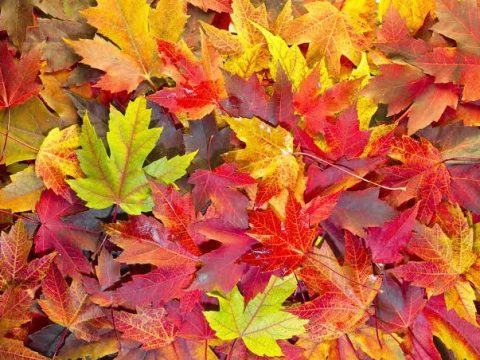 Town of Orleans Crews begin bagged Fall leaf collection