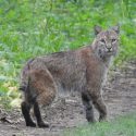 Indiana announces expanded 2026-2027 bobcat season rules with higher quota
