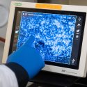 Purdue research uncovers unexpected role of immune protein in HIV susceptibility